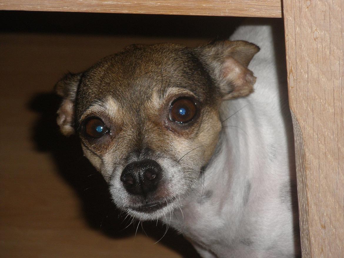 Blanding af racer Gucci <3 billede 6