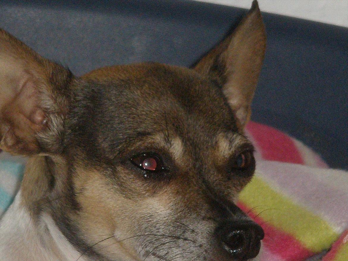 Blanding af racer Gucci <3 billede 4