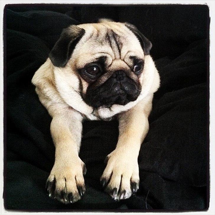 Mops - Danita's Ditte  billede 18