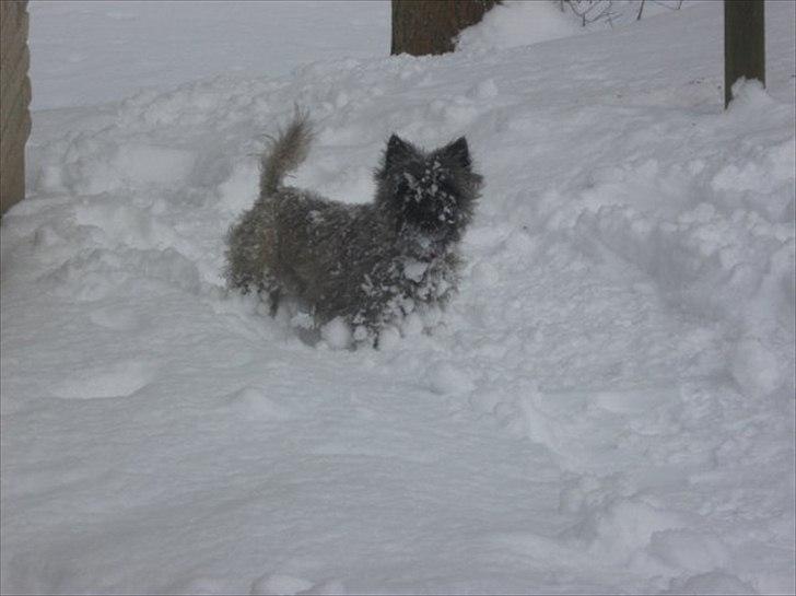 Cairn terrier Ziggy (Banditten<3) - Ziggy  i den høje sne ;D billede 20