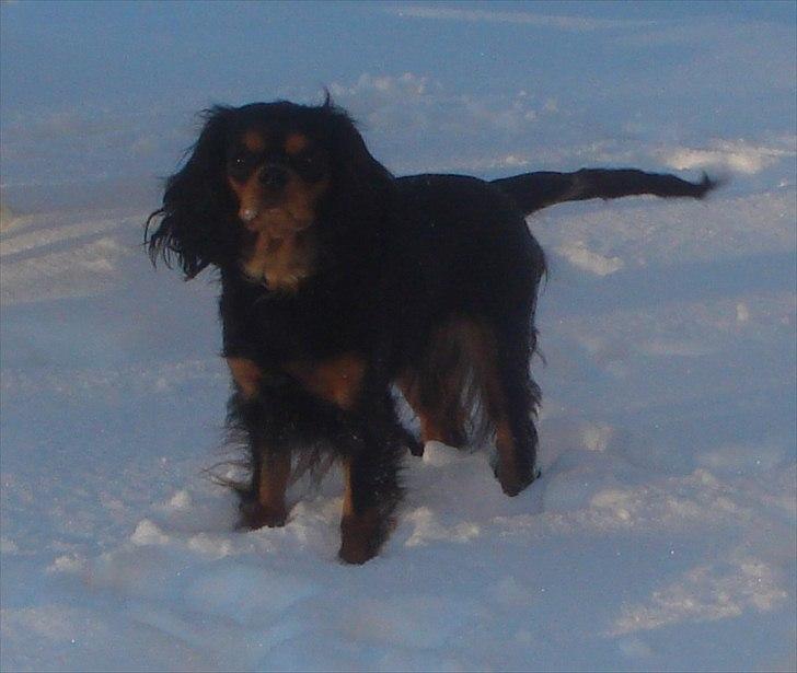 Cavalier king charles spaniel Luna billede 1