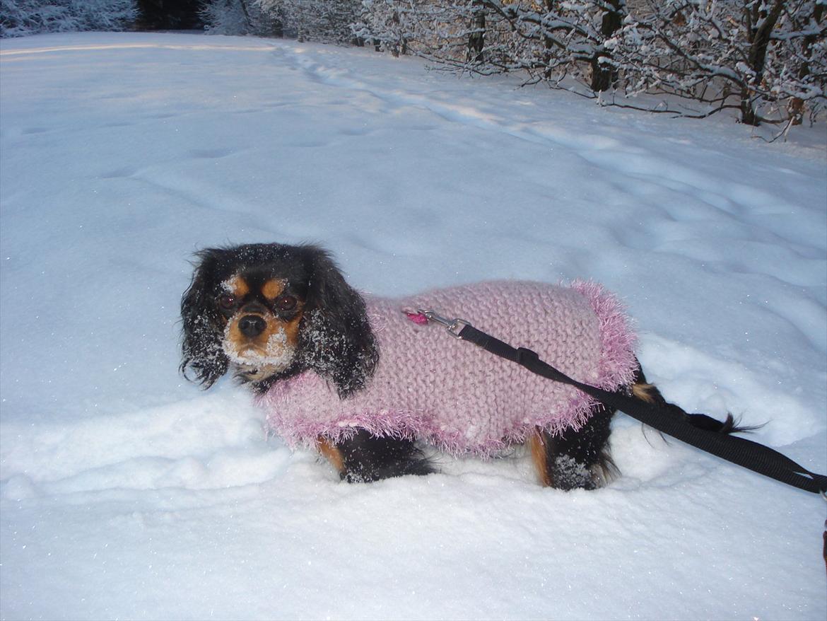 Cavalier king charles spaniel Luna billede 3