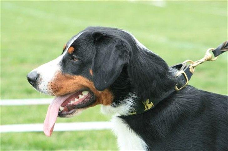 Appenzeller sennenhund Bufas Zalza Zizi (Caza) billede 15