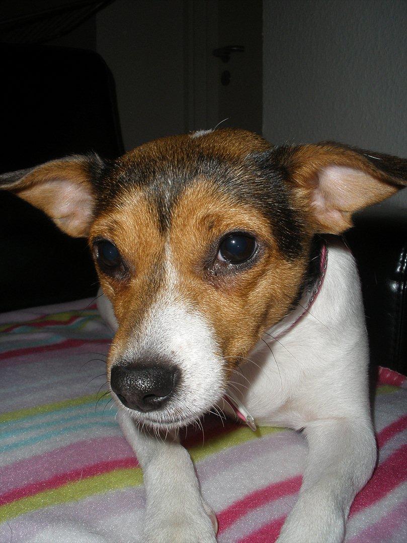 Blanding af racer Molly <3 billede 3