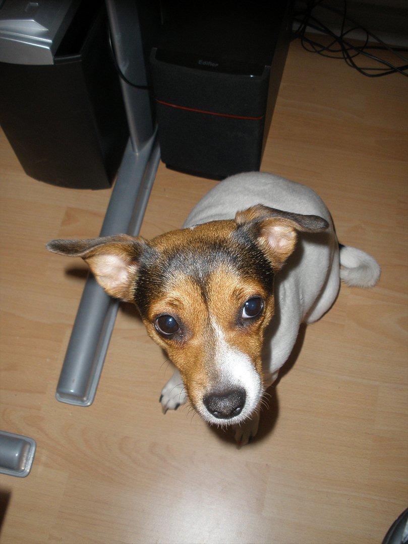 Blanding af racer Molly <3 billede 7