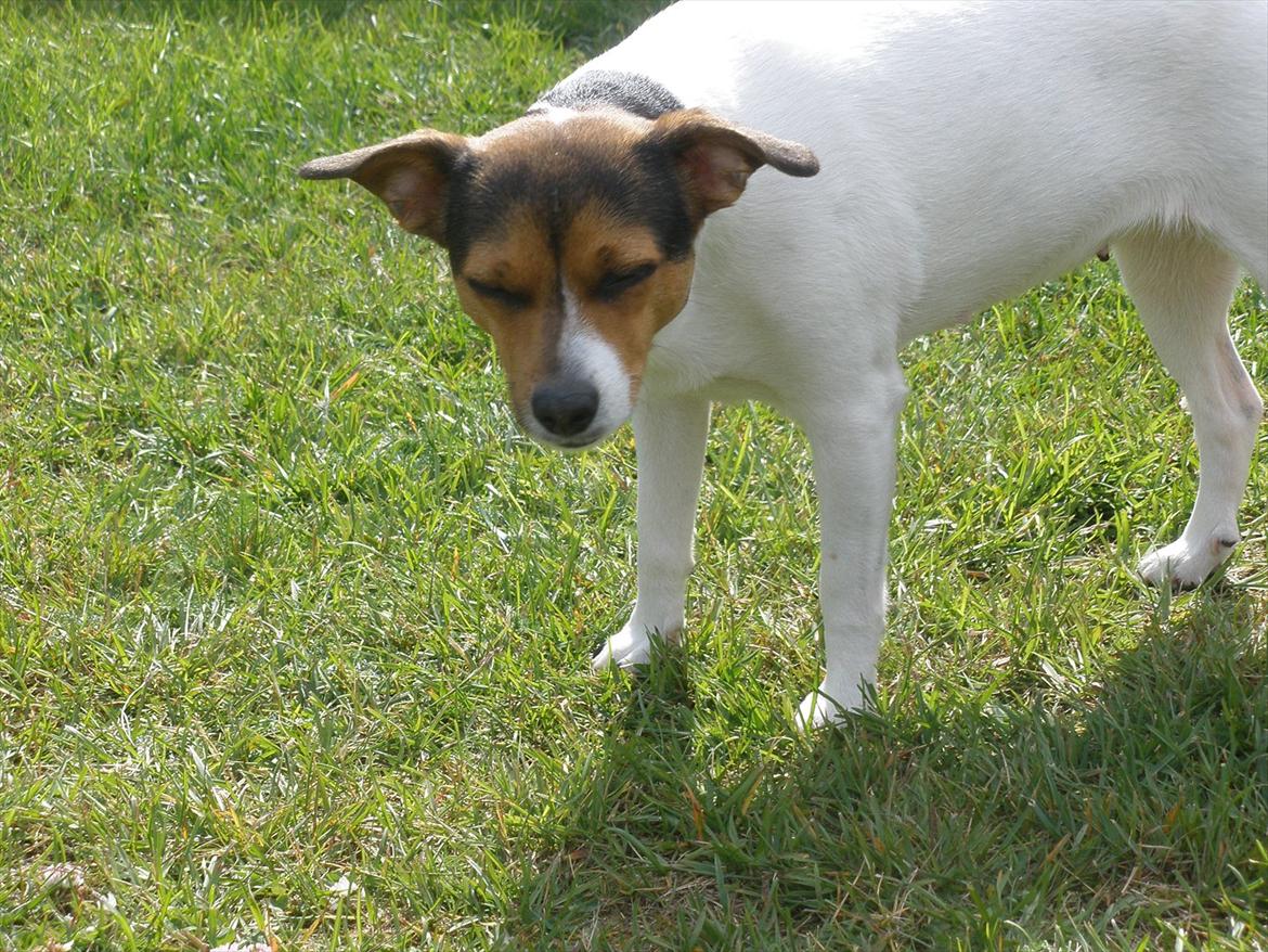 Blanding af racer Molly <3 billede 5