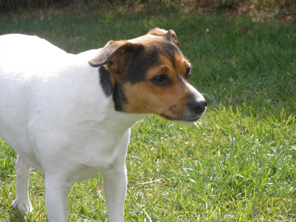 Blanding af racer Molly <3 billede 1