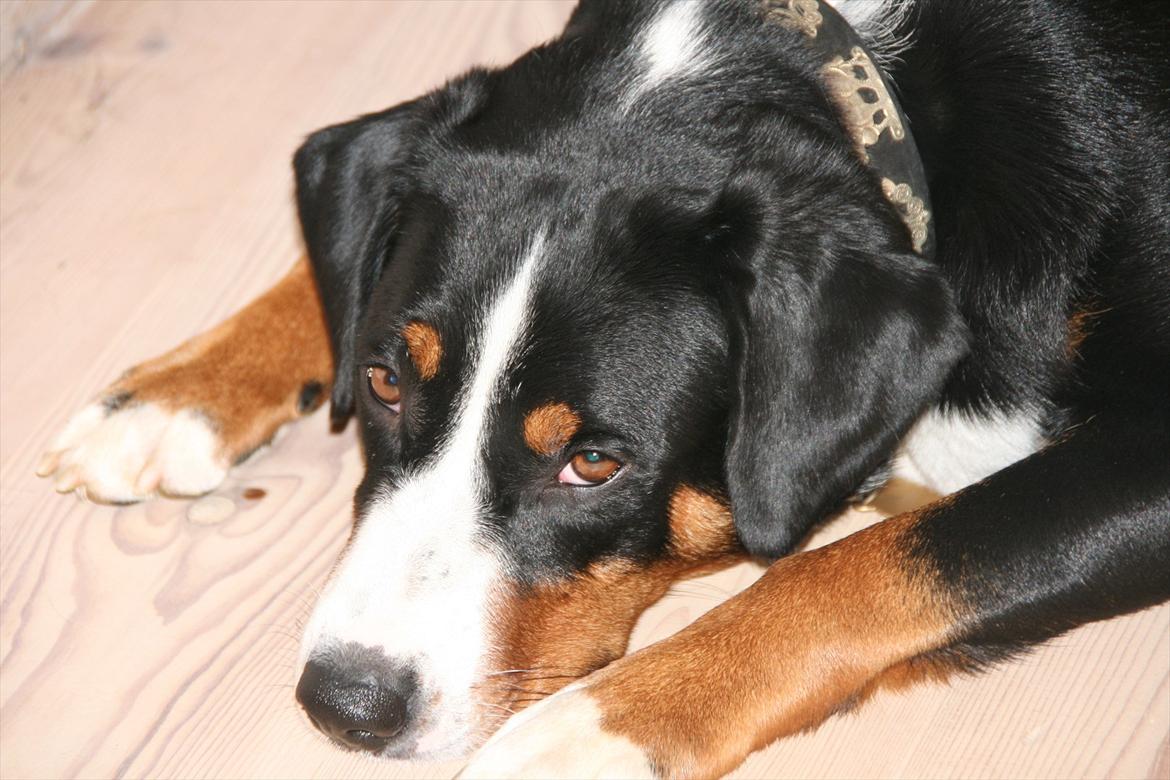 Appenzeller sennenhund Bufas Zalza Zizi (Caza) billede 16