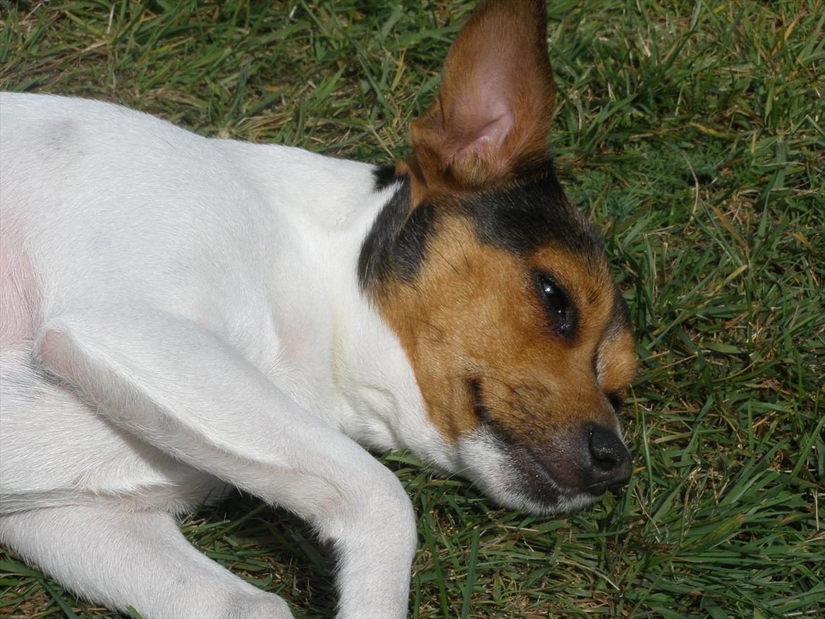 Blanding af racer Molly <3 billede 10