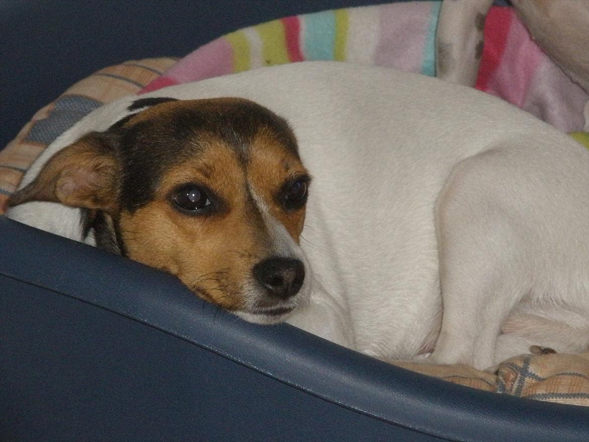 Blanding af racer Molly <3 billede 4