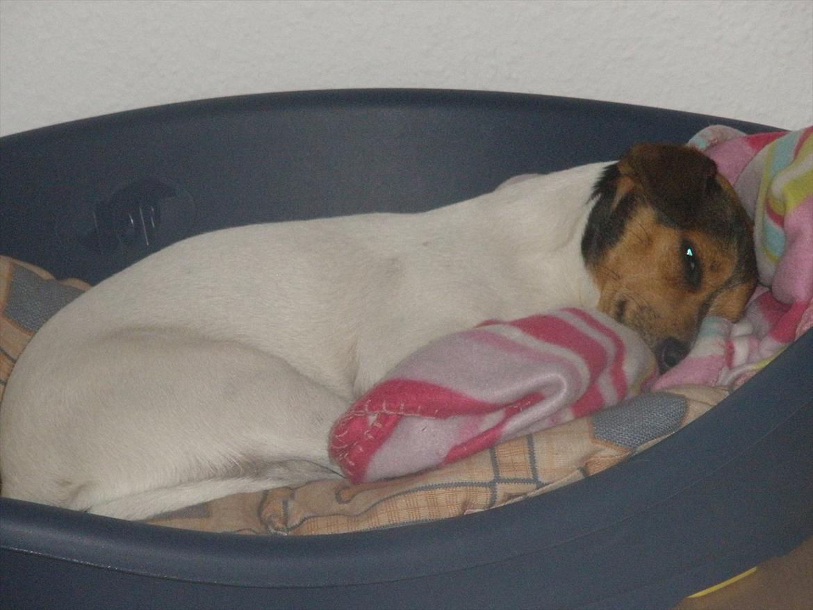 Blanding af racer Molly <3 billede 2