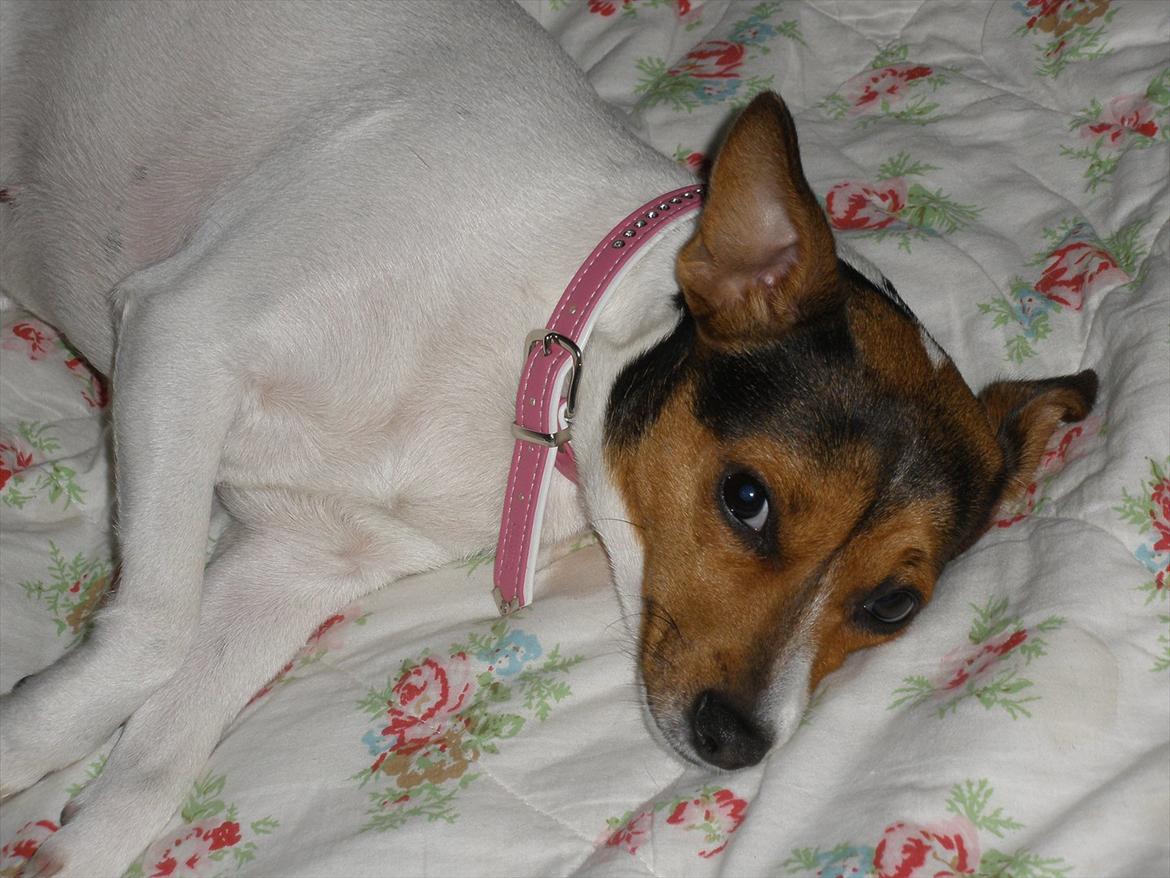 Blanding af racer Molly <3 billede 6