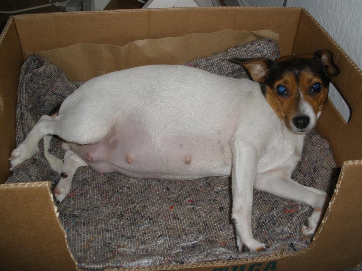 Blanding af racer Molly <3 billede 14