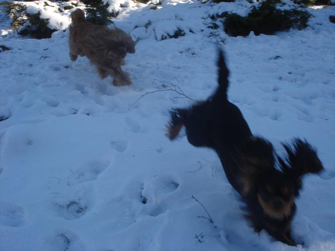 Cavalier king charles spaniel Luna billede 4