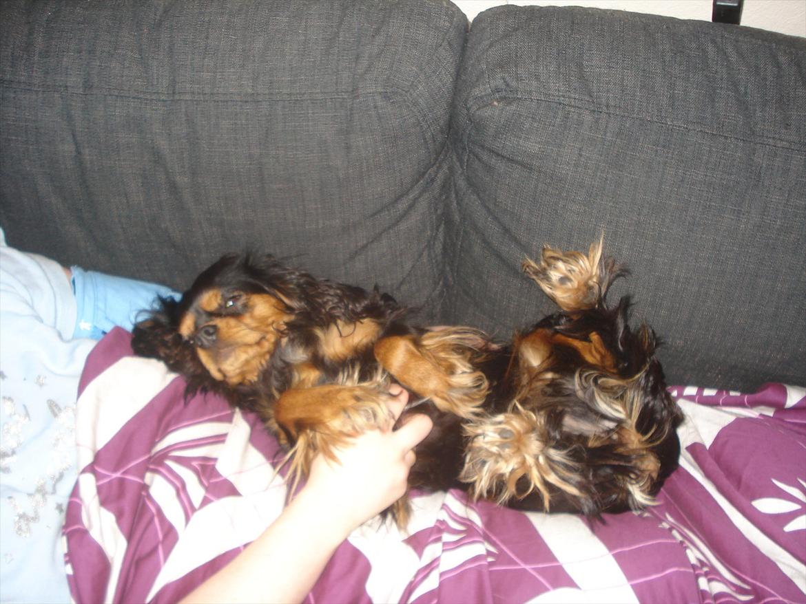 Cavalier king charles spaniel Luna billede 2