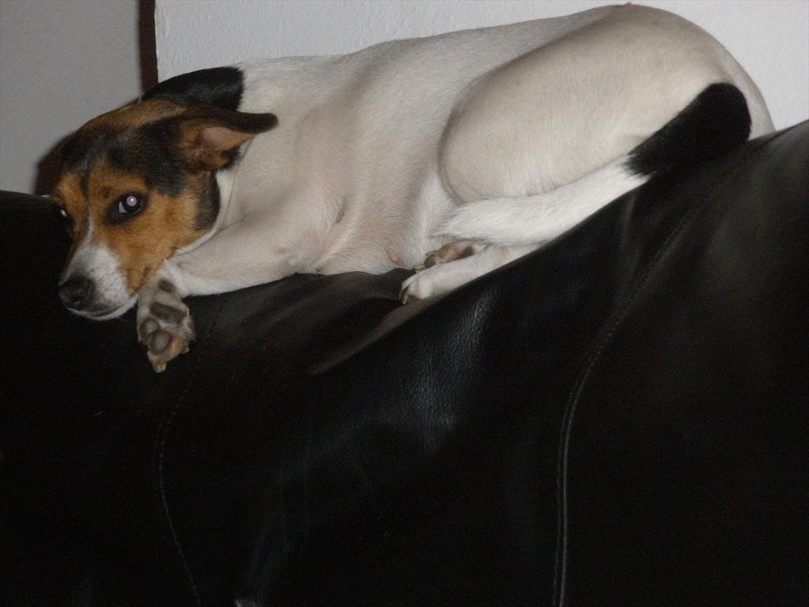 Blanding af racer Molly <3 billede 16