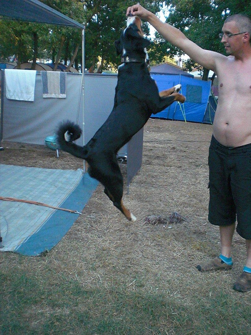 Appenzeller sennenhund Bufas Zalza Zizi (Caza) billede 17