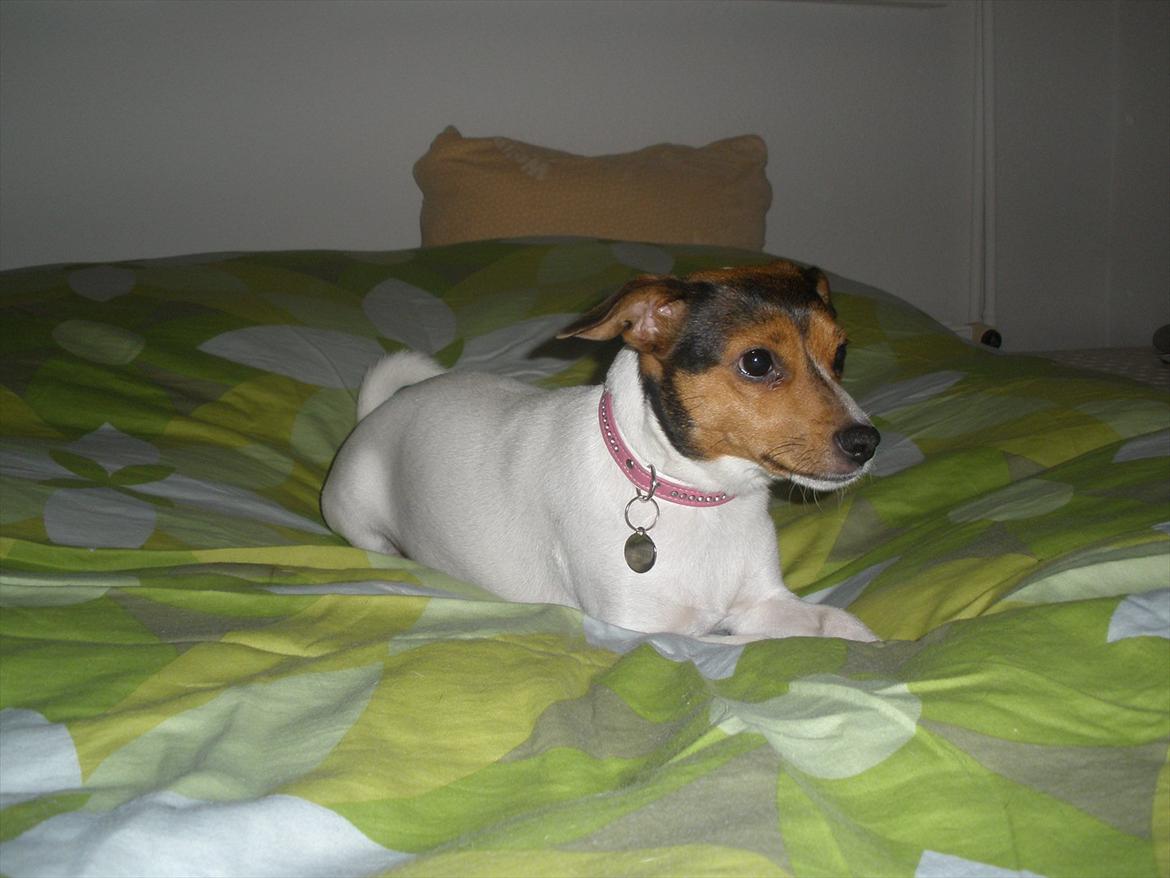 Blanding af racer Molly <3 billede 8