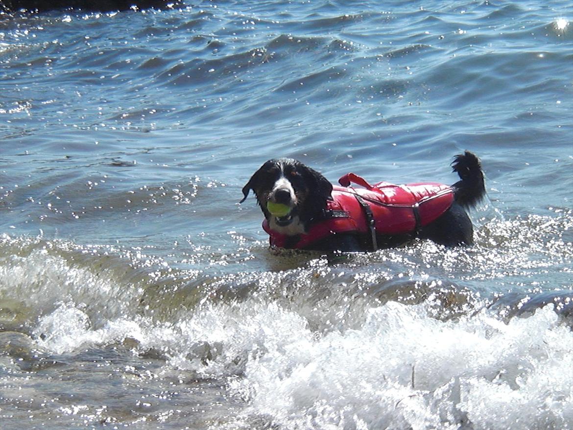 Appenzeller sennenhund Bufas Zalza Zizi (Caza) billede 18