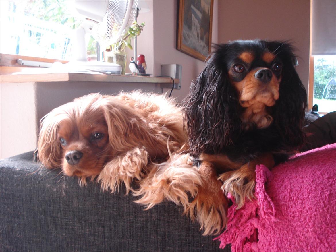 Cavalier king charles spaniel Luna billede 5