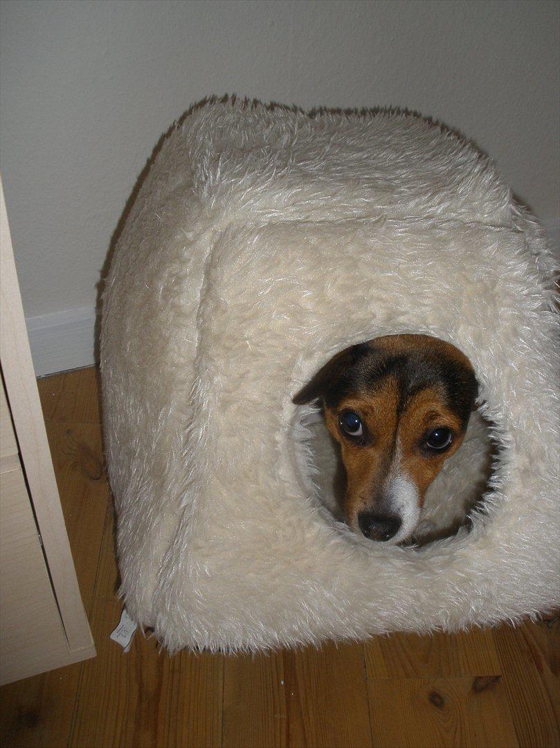 Blanding af racer Molly <3 billede 17