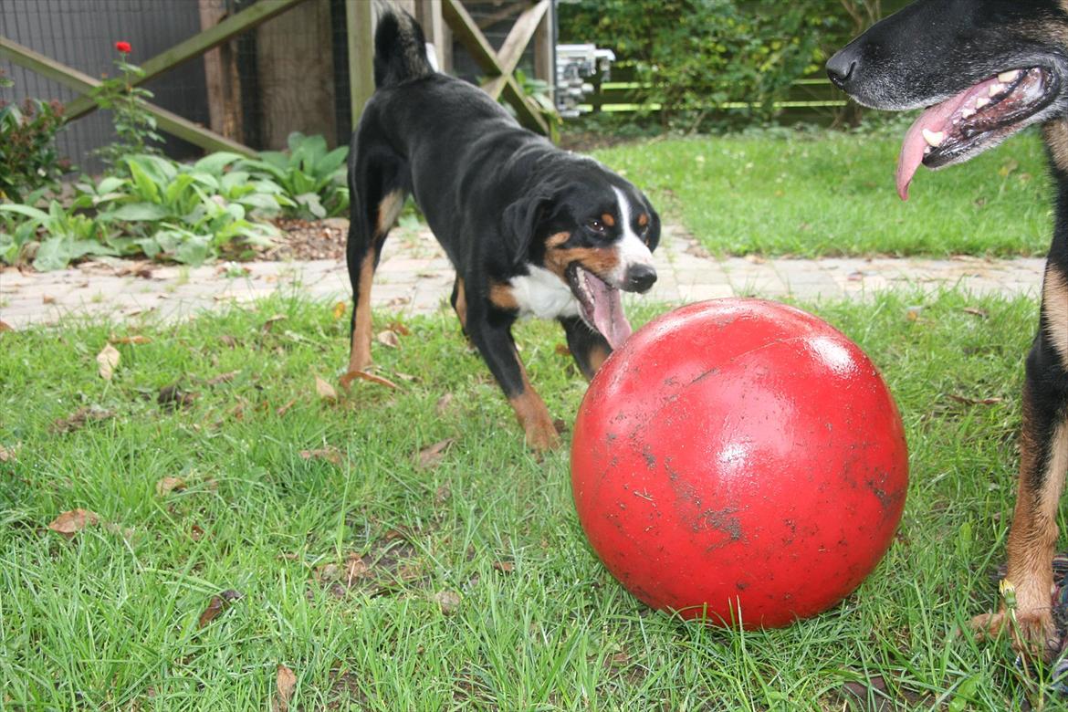Appenzeller sennenhund Bufas Zalza Zizi (Caza) billede 19