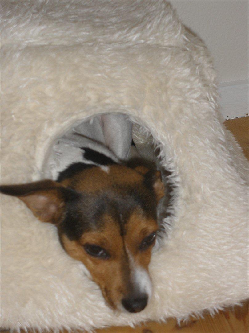 Blanding af racer Molly <3 billede 11