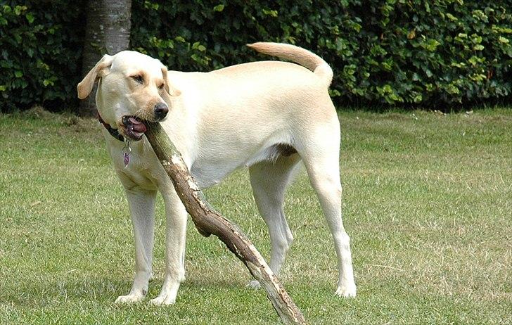 Labrador retriever Senta [BABY] billede 16