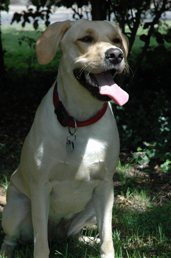 Labrador retriever Senta [BABY] billede 17