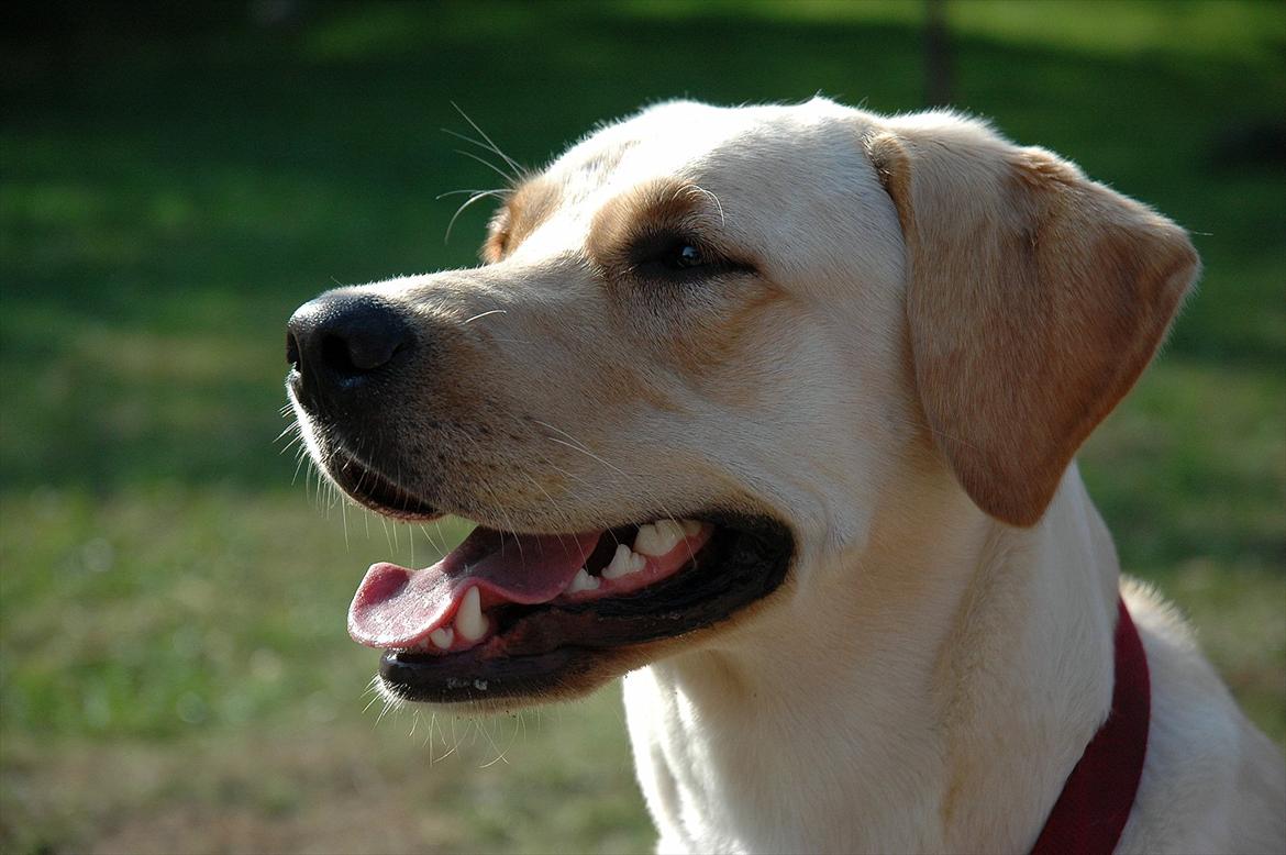 Labrador retriever Senta [BABY] billede 3