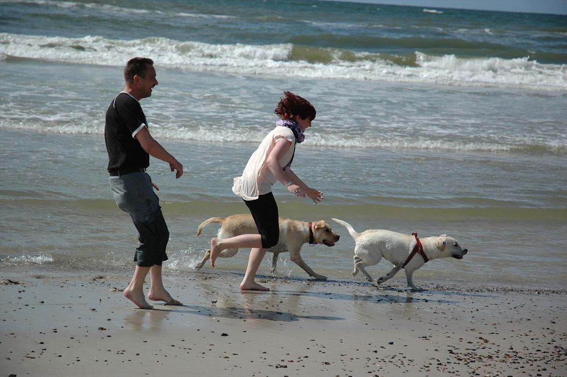 Labrador retriever Senta [BABY] - Min far tanya molly og sefl senta<3 billede 18