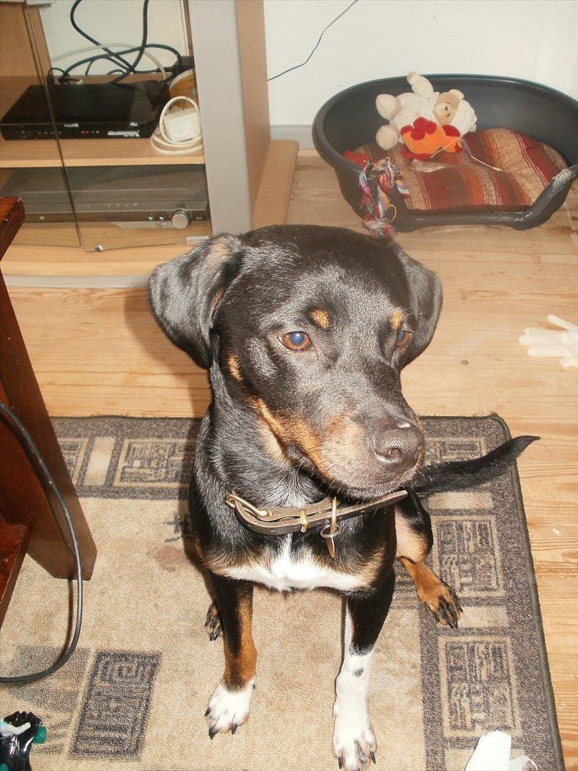 Blanding af racer Sigu billede 2