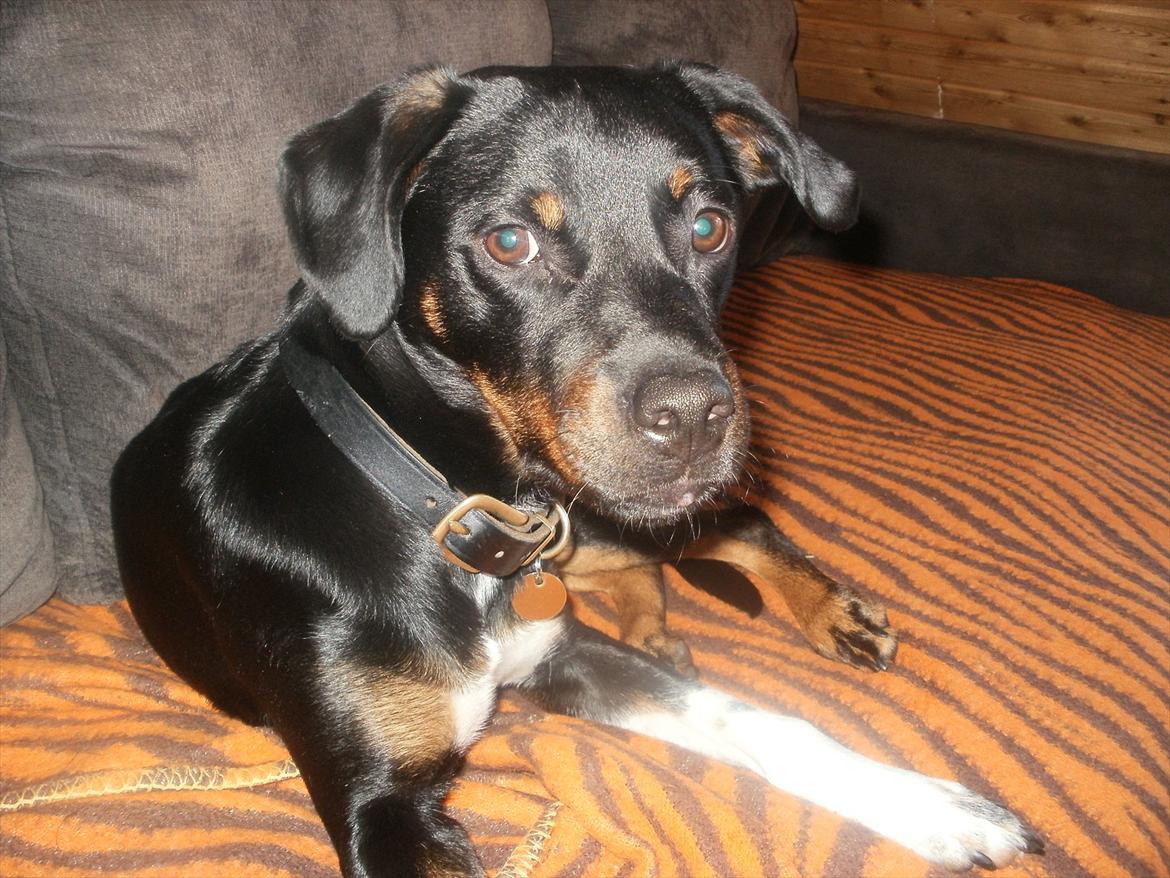 Blanding af racer Sigu billede 3