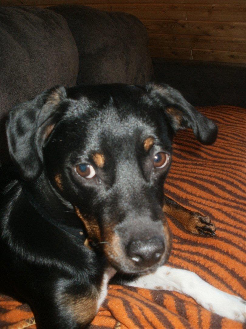 Blanding af racer Sigu billede 4