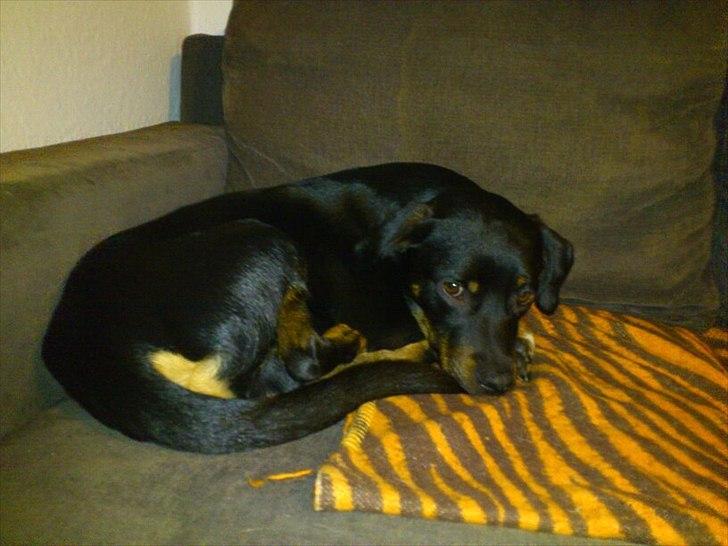 Blanding af racer Sigu billede 5