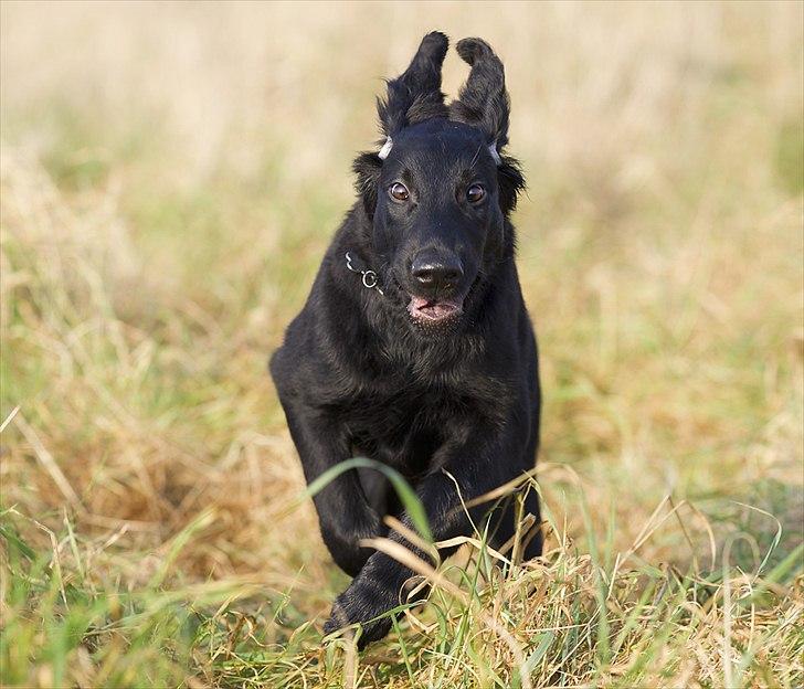 Flat coated retriever Flatrunner Faithful Floyd billede 4