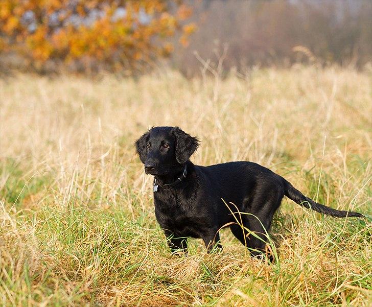 Flat coated retriever Flatrunner Faithful Floyd billede 12