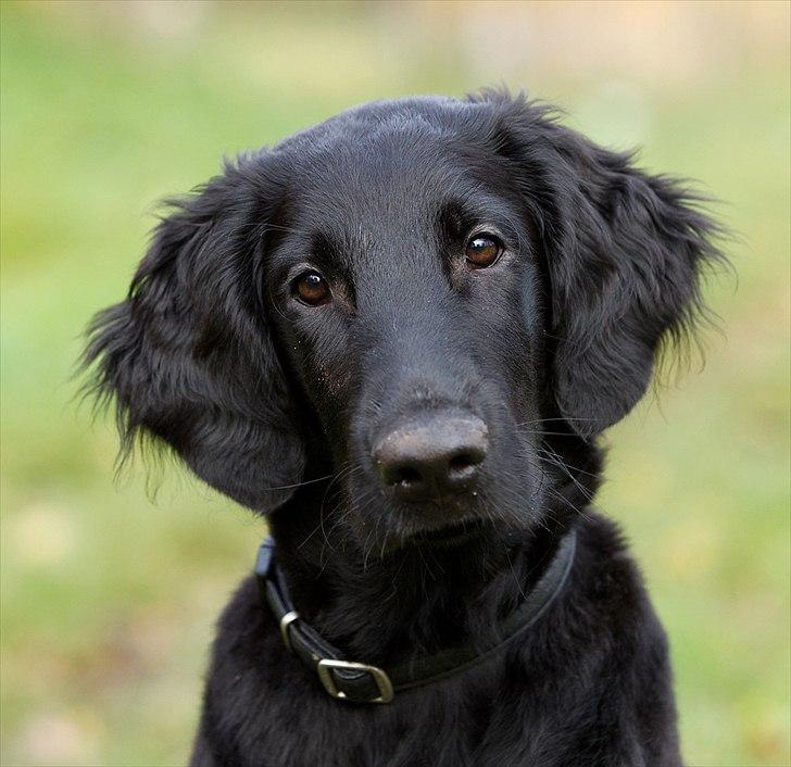 Flat coated retriever Flatrunner Faithful Floyd billede 13