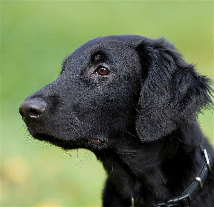 Flat coated retriever Flatrunner Faithful Floyd billede 14