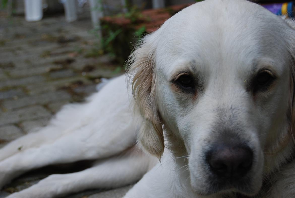 Golden retriever Frida:)<3 billede 1