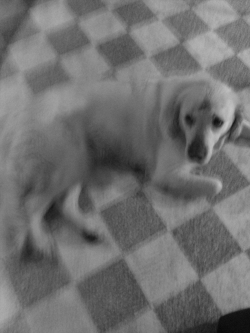 Golden retriever Frida:)<3 billede 2