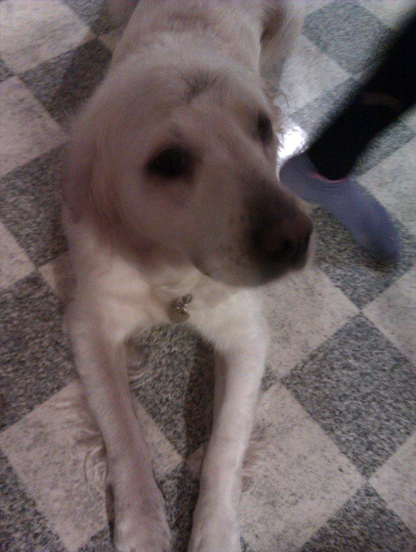 Golden retriever Frida:)<3 billede 3