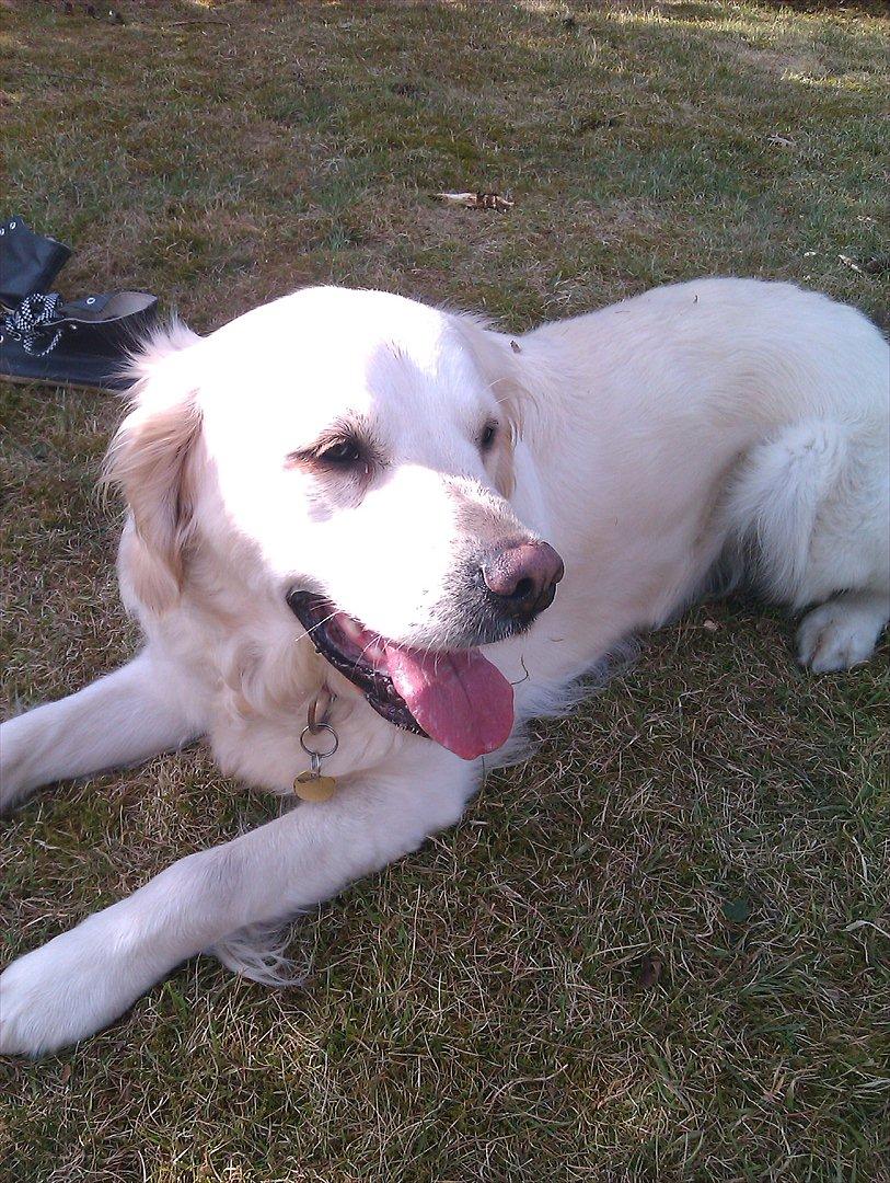 Golden retriever Frida:)<3 billede 4