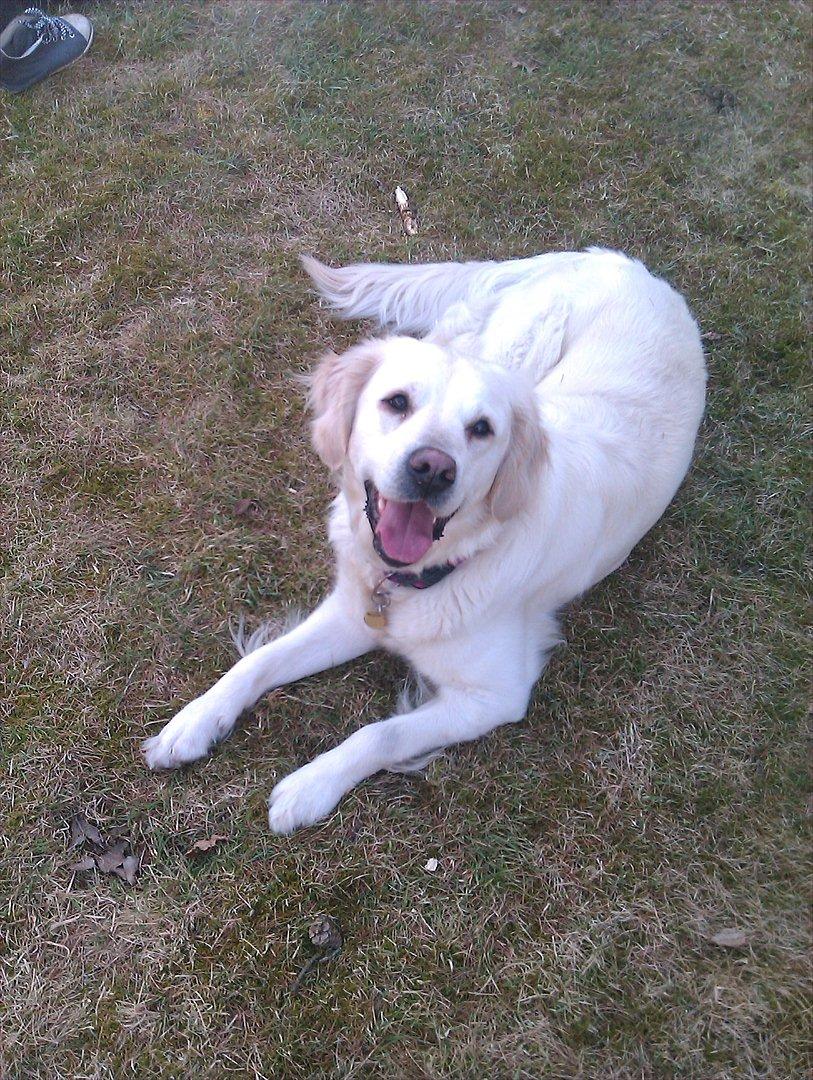 Golden retriever Frida:)<3 billede 5