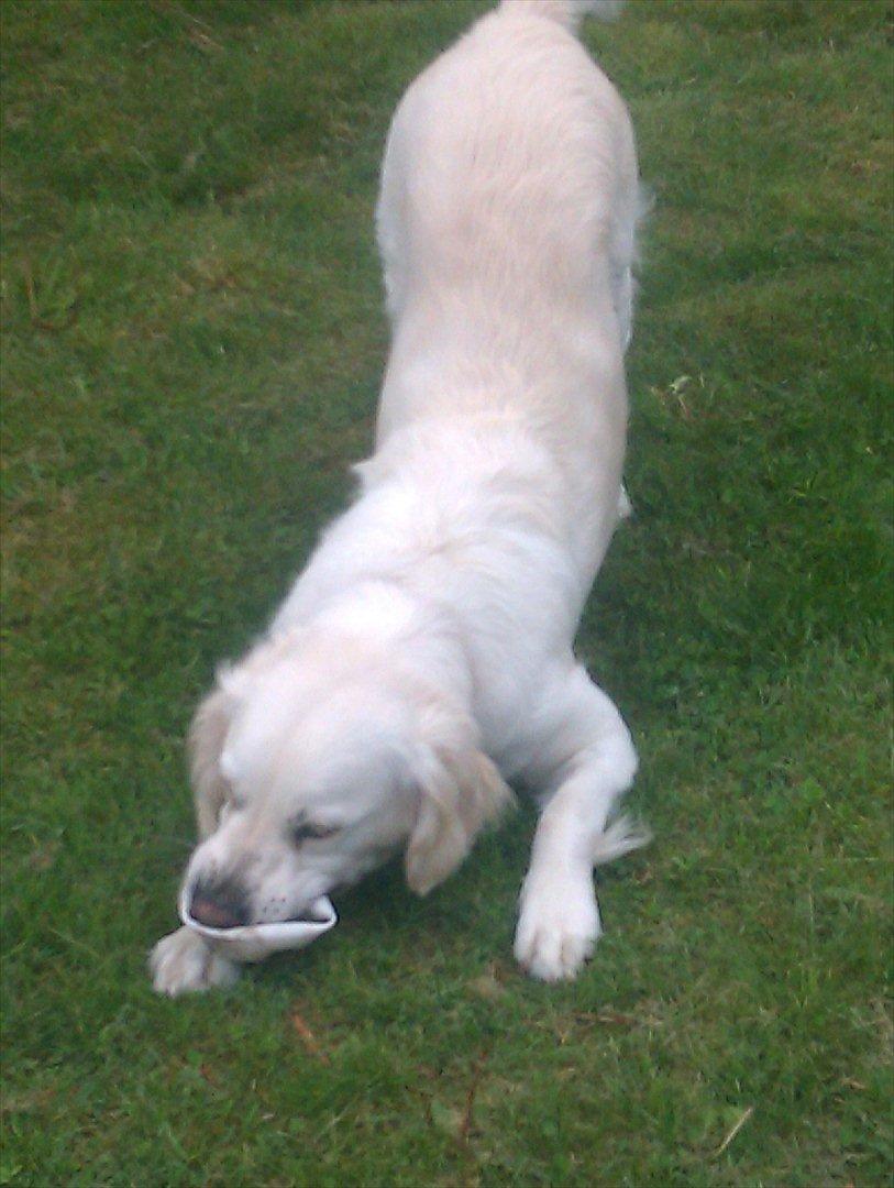 Golden retriever Frida:)<3 billede 6