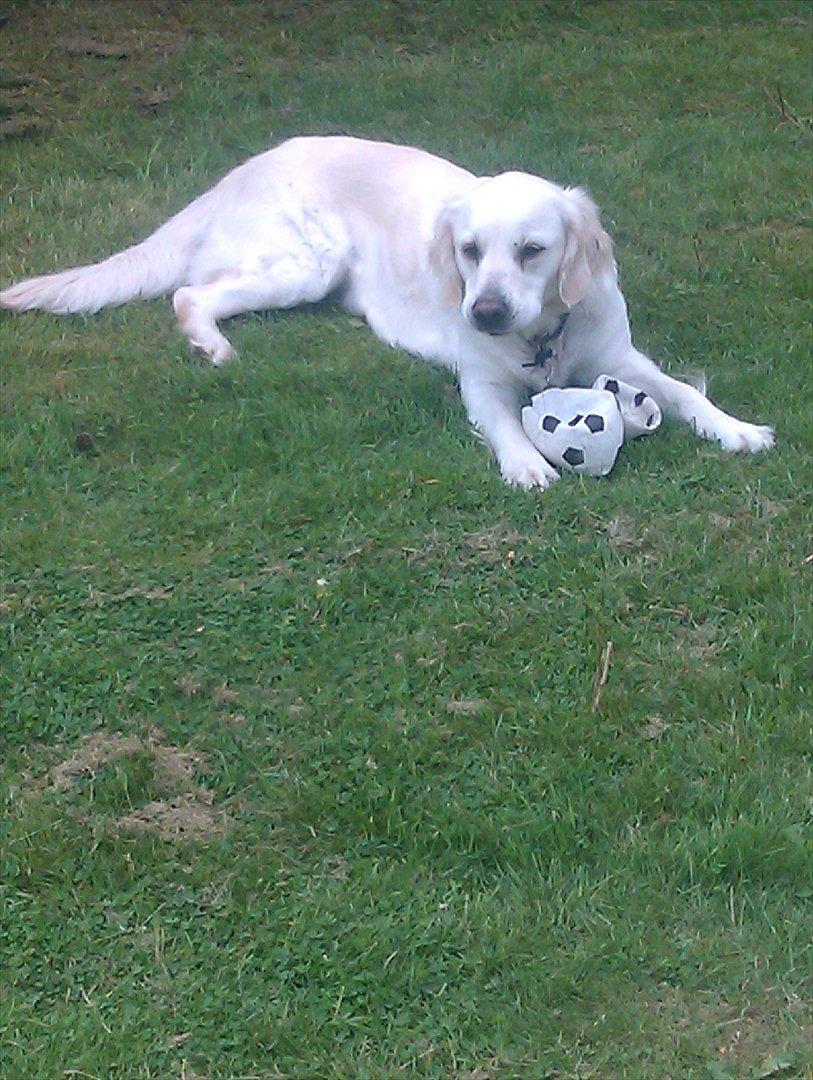 Golden retriever Frida:)<3 billede 7