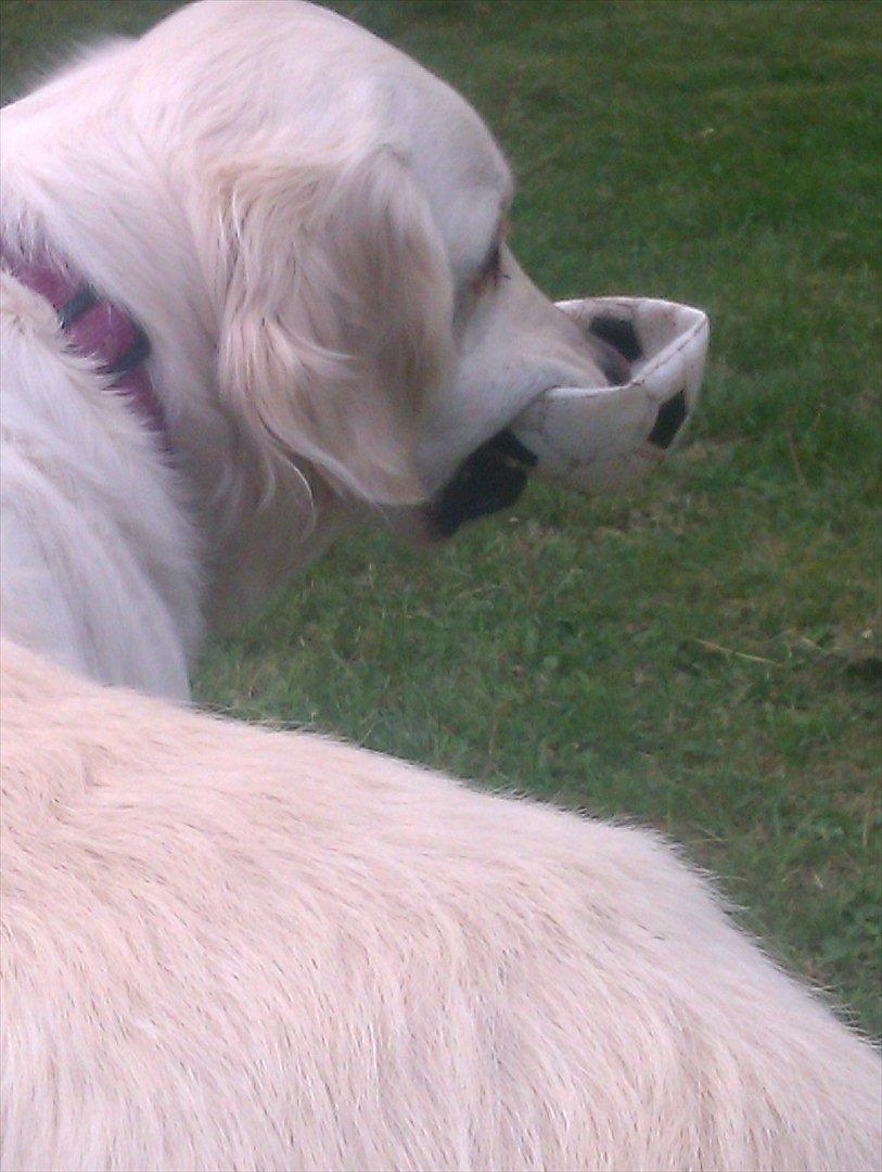 Golden retriever Frida:)<3 billede 8
