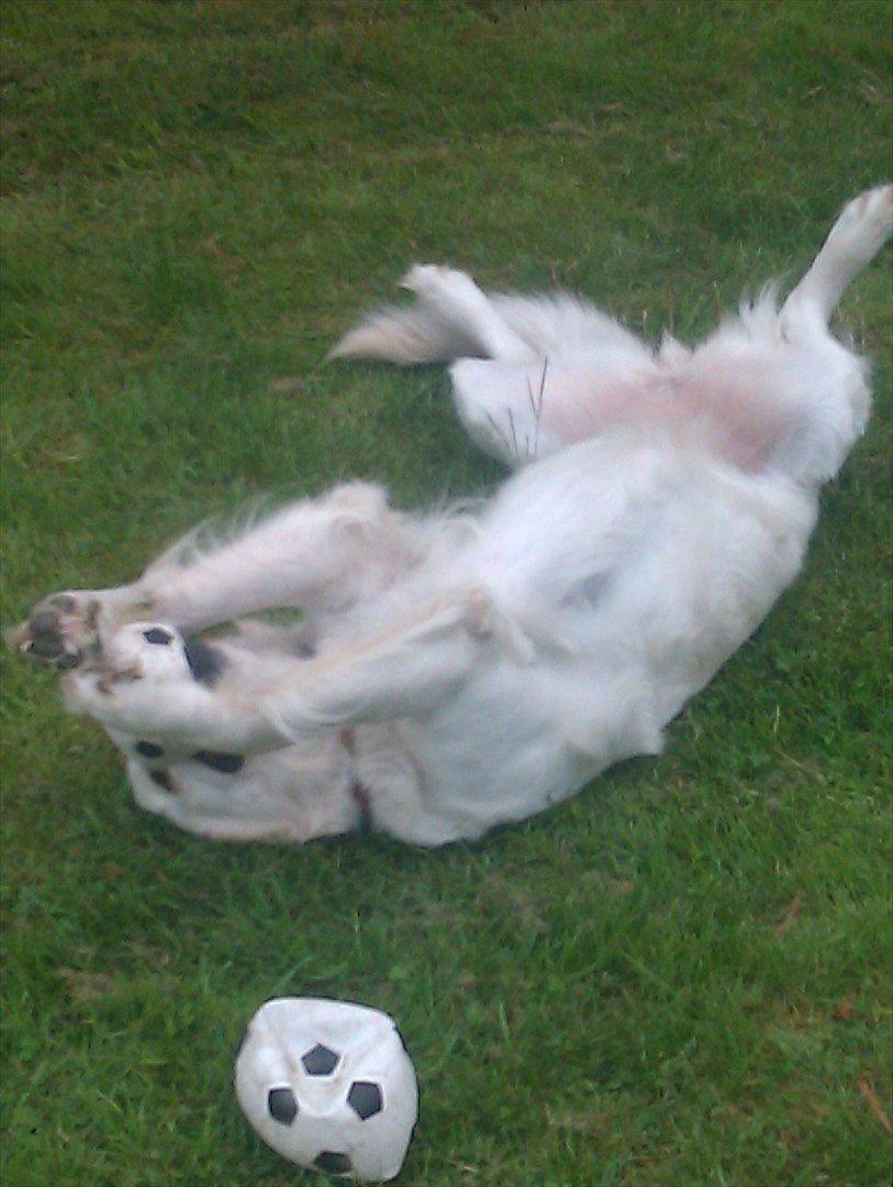 Golden retriever Frida:)<3 billede 9