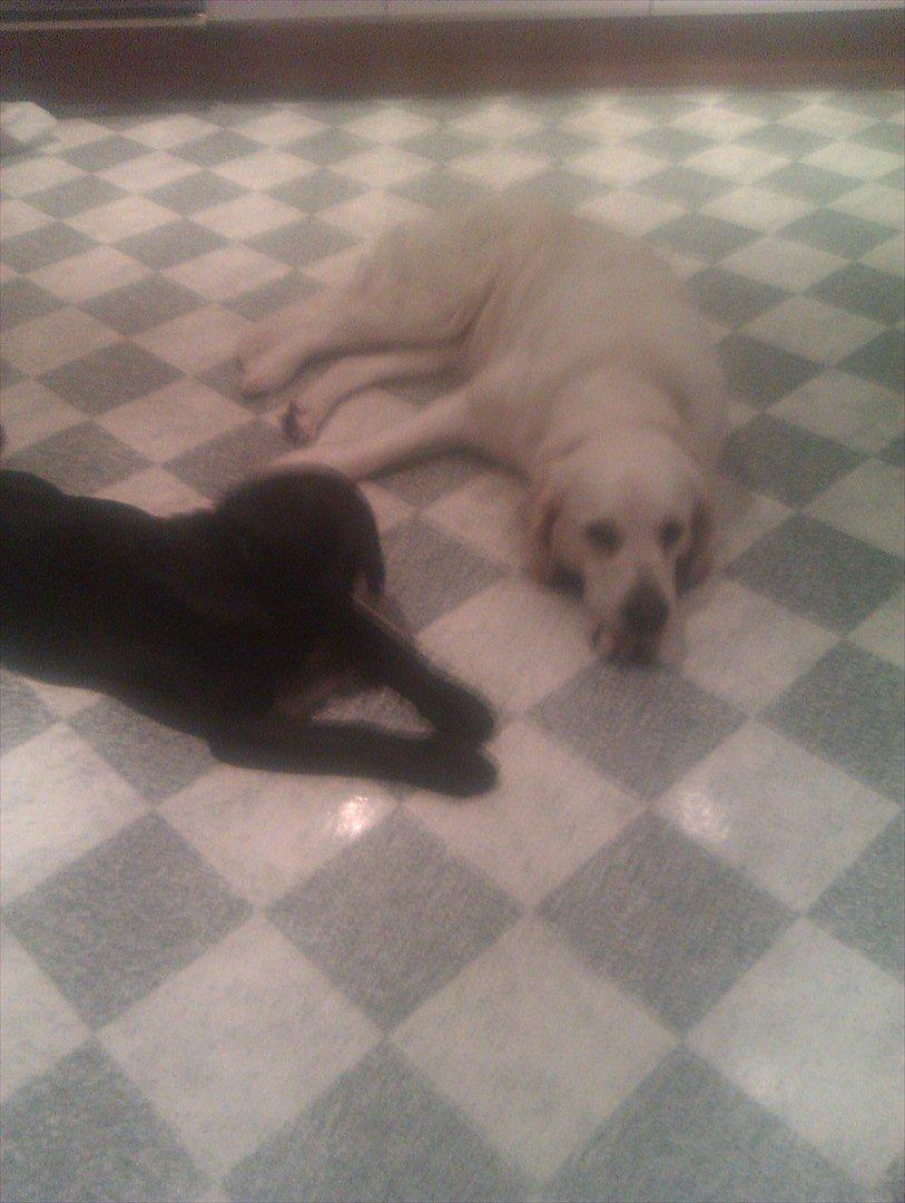 Golden retriever Frida:)<3 billede 11