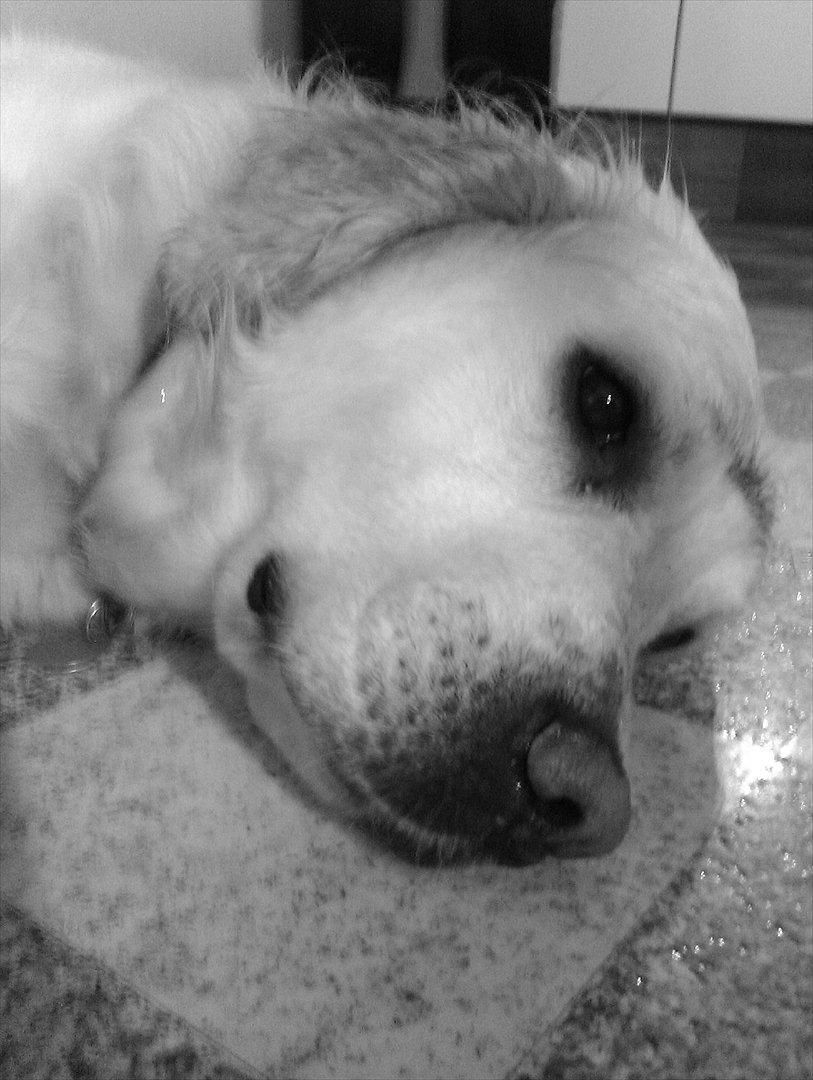 Golden retriever Frida:)<3 billede 12